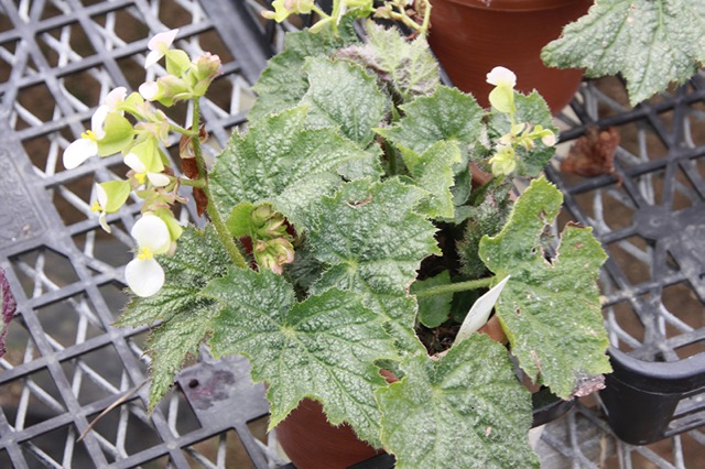 B. ‘Illumination’